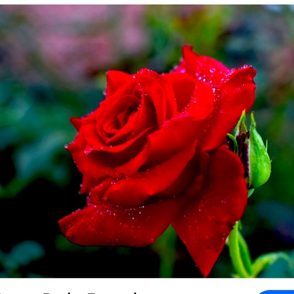 Summer rose 🌹